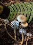  ( - FDS-CA-08435)  @11 [ ] by-nc (2025) Dean Lyons Fungal Diversity Survey