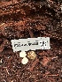  ( - FDS-CA-08436)  @11 [ ] by-nc (2025) Dean Lyons Fungal Diversity Survey