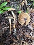 ( - HAY-F-013761)  @11 [ ] by-nc (2025) Dean Lyons Fungal Diversity Survey