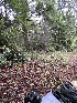  ( - HAY-F-013761)  @11 [ ] by-nc (2025) Dean Lyons Fungal Diversity Survey