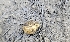  (Alpova trappei - FDS-CA-00443)  @11 [ ] by-nc (2024) Thea Chesney Fungal Diversity Survey