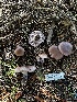  ( - FDS-CA-01961)  @11 [ ] by-nc (2024) Aaron Tupac Fungal Diversity Survey