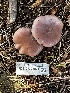 ( - FDS-CA-01961)  @11 [ ] by-nc (2024) Aaron Tupac Fungal Diversity Survey