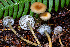  (Gliophorus sp. laetus-PNW06 - FDS-CA-08435)  @11 [ ] by-nc (2025) Dean Lyons Fungal Diversity Survey