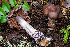  ( - FDS-CA-08447)  @11 [ ] by-nc (2025) Dean Lyons Fungal Diversity Survey