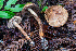  ( - HAY-F-013761)  @11 [ ] by-nc (2025) Dean Lyons Fungal Diversity Survey