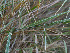  (Puccinia graminis - FDS-CA-07476)  @11 [ ] by (2025) Justin Paulin Fungal Diversity Survey