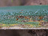  ( - FDS-CA-07476)  @11 [ ] by (2025) Justin Paulin Fungal Diversity Survey