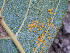  (Pucciniastraceae - FDS-CA-07477)  @11 [ ] by (2025) Justin Paulin Fungal Diversity Survey