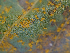  ( - FDS-CA-07477)  @11 [ ] by (2025) Justin Paulin Fungal Diversity Survey