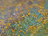  ( - FDS-CA-07477)  @11 [ ] by (2025) Justin Paulin Fungal Diversity Survey