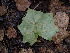  ( - FDS-CA-07473)  @11 [ ] by (2025) Justin Paulin Fungal Diversity Survey