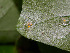  ( - FDS-CA-07473)  @11 [ ] by (2025) Justin Paulin Fungal Diversity Survey