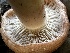  ( - FDS-CA-01941)  @11 [ ] by-nc (2024) Aaron Tupac Fungal Diversity Survey