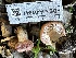  ( - FDS-CA-01941)  @11 [ ] by-nc (2024) Aaron Tupac Fungal Diversity Survey