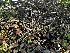  ( - FDS-CA-01941)  @11 [ ] by-nc (2024) Aaron Tupac Fungal Diversity Survey