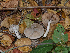  (Coprinopsis sp. uliginicola-CA01 - FDS-CA-06671)  @11 [ ] by (2024) Justin Paulin Fungal Diversity Survey