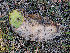  (Montagnulaceae - FDS-CA-06694)  @11 [ ] by (2024) Justin Paulin Fungal Diversity Survey