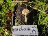  (Bolbitius sp. Pallidus-CA02 - FDS-CA-08386)  @11 [ ] by-nc (2025) Fresno Mycology Society Fungal Diversity Survey