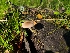  ( - FDS-CA-08386)  @11 [ ] by-nc (2025) Fresno Mycology Society Fungal Diversity Survey