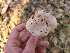  ( - FDS-CA-08395)  @11 [ ] by-nc (2025) Fresno Mycology Society Fungal Diversity Survey