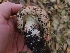  ( - FDS-CA-08395)  @11 [ ] by-nc (2025) Fresno Mycology Society Fungal Diversity Survey