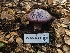  ( - FDS-CA-08398)  @11 [ ] by-nc (2025) Fresno Mycology Society Fungal Diversity Survey