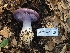  ( - FDS-CA-08398)  @11 [ ] by-nc (2025) Fresno Mycology Society Fungal Diversity Survey