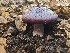  ( - FDS-CA-08398)  @11 [ ] by-nc (2025) Fresno Mycology Society Fungal Diversity Survey