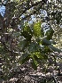  ( - FDS-CA-01648)  @11 [ ] c (2024) Rudy Diaz Fungal Diversity Survey