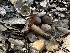  (Cortinarius sp. CA81 - FDS-CA-01648)  @11 [ ] c (2024) Rudy Diaz Fungal Diversity Survey