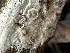  (Peniophorella sp. CA01 - FDS-CA-01953)  @11 [ ] by-nc (2024) Aaron Tupac Fungal Diversity Survey