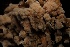  ( - FDS-CA-05495)  @11 [ ] by-nc (2025) Unspecified Fungal Diversity Survey