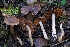  ( - FDS-CA-06366)  @11 [ ] by-nc (2025) Warren Cardimona Fungal Diversity Survey