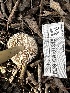  ( - FDS-CA-01815)  @11 [ ] by-nc (2024) Aaron Tupac Fungal Diversity Survey