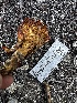  ( - FDS-CA-04406)  @11 [ ] by-nc (2024) Aaron Tupac Fungal Diversity Survey