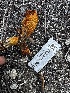  ( - FDS-CA-04406)  @11 [ ] by-nc (2024) Aaron Tupac Fungal Diversity Survey