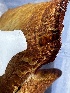  ( - FDS-CA-04406)  @11 [ ] by-nc (2024) Aaron Tupac Fungal Diversity Survey