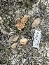  ( - FDS-CA-04322)  @11 [ ] by-nc (2024) Aaron Tupac Fungal Diversity Survey