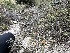  ( - FDS-CA-04322)  @11 [ ] by-nc (2024) Aaron Tupac Fungal Diversity Survey
