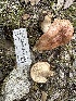  ( - FDS-CA-04325)  @11 [ ] by-nc (2024) Aaron Tupac Fungal Diversity Survey