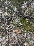  ( - FDS-CA-04325)  @11 [ ] by-nc (2024) Aaron Tupac Fungal Diversity Survey