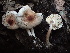  (Lepiota sp. CA17 - FDS-CA-08251)  @11 [ ] by-nc (2025) Damon Tighe Fungal Diversity Survey