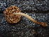  (Conocybe sp. CA22 - FDS-CA-08252)  @11 [ ] by-nc (2025) Damon Tighe Fungal Diversity Survey