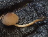 ( - FDS-CA-08252)  @11 [ ] by-nc (2025) Damon Tighe Fungal Diversity Survey