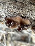  ( - FDS-CA-04331)  @11 [ ] by-nc (2024) Aaron Tupac Fungal Diversity Survey
