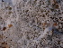  ( - FDS-CA-04408)  @11 [ ] by-nc (2024) Aaron Tupac Fungal Diversity Survey