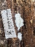  ( - FDS-CA-04408)  @11 [ ] by-nc (2024) Aaron Tupac Fungal Diversity Survey