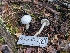  ( - FDS-CA-06370)  @11 [ ] by-nc (2025) Warren Cardimona Fungal Diversity Survey