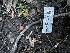  ( - FDS-CA-01979)  @11 [ ] by-nc (2024) Aaron Tupac Fungal Diversity Survey
